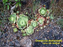 Greenovia dodrentalis山地玫瑰