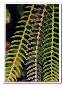 緊貼扁囊蕨 緊貼扁囊蕨