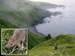老鼠島[阿留申群島老鼠島]