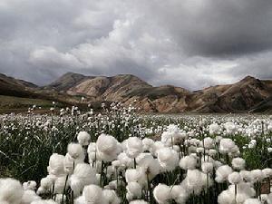 叢毛羊鬍子草 叢毛羊鬍子草