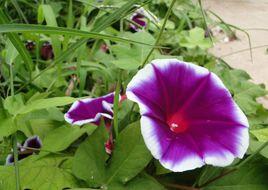 大花牽牛 大花牽牛