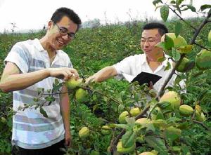 （圖）大學生村官