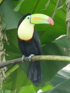 彩虹巨嘴鳥 彩虹巨嘴鳥