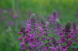巴氏腋花馬先蒿 巴氏腋花馬先蒿