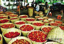 大朗荔枝豐收場景一角