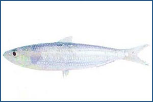 裘氏小沙丁魚 裘氏小沙丁魚