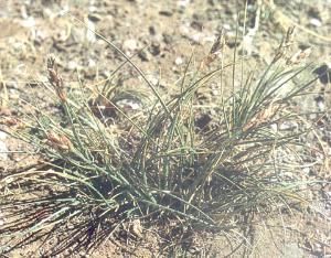 異穗嵩草組 異穗嵩草組