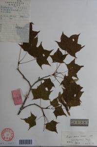 岷山色木槭 岷山色木槭