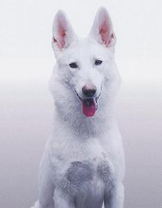 狗與警察：純白之絆