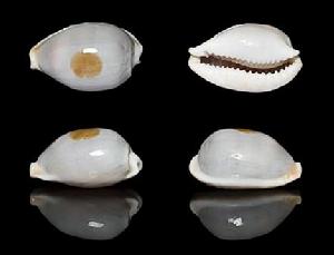 澳洲大斑寶螺 澳洲大斑寶螺