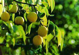 酸梨[安梨異名]