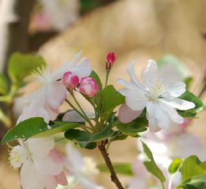 詠白海棠·秋容淺淡映重門