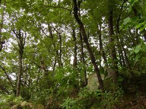 米貼村--生態林