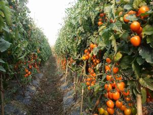 大黃埠櫻桃西紅柿 大黃埠櫻桃西紅柿