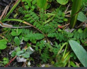 叢生蠅子草 叢生蠅子草