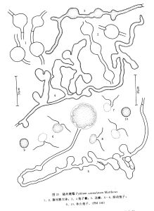 鏈狀腐霉 鏈狀腐霉