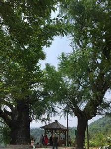 瀏陽市淳口鎮永樂村 瀏陽市淳口鎮永樂村