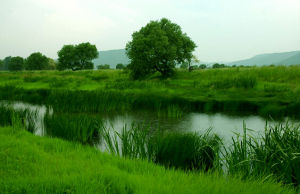 雁鳴湖國家級自然保護區 雁鳴湖國家級自然保護區