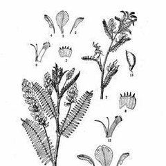 中甸岩黃耆 中甸岩黃耆