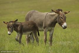 驢駒 驢駒