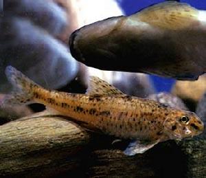 遼寧棒花魚 遼寧棒花魚