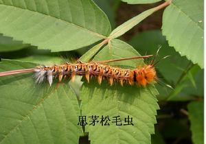 松毛蟲性骨關節病