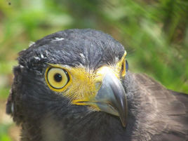 蛇雕巴韋安島亞種 蛇雕巴韋安島亞種