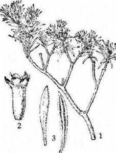 絲毛瑞香 絲毛瑞香