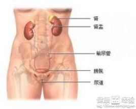 單純型尿路感染