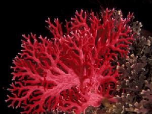 Precious coral