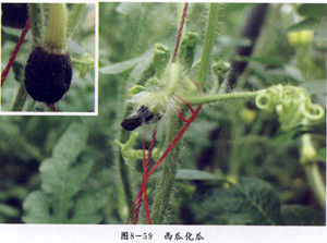 西瓜化瓜 西瓜化瓜