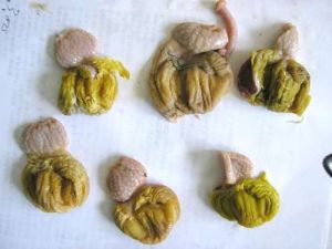 雞肌胃糜爛症 雞肌胃糜爛症