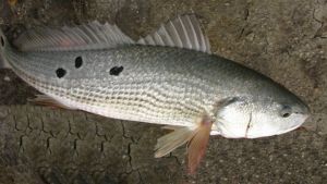 美國紅魚 美國紅魚