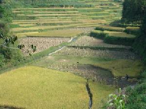 節基坡自然村-水稻種植