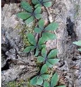 毛葉崖爬藤 毛葉崖爬藤