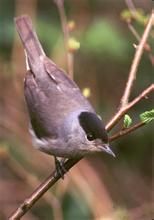 西刺嘴鶯 西刺嘴鶯