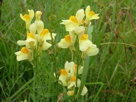小山羅過路黃 小山羅過路黃
