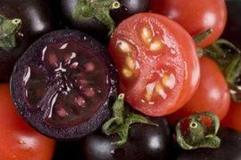 轉基因植物 轉基因植物