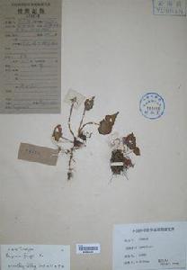 矮小秋海棠 矮小秋海棠