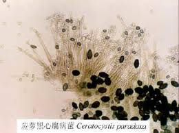 奇異根串珠霉 奇異根串珠霉