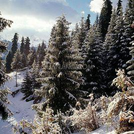 新生代[地質年代]