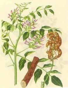 甘草提取物 甘草提取物