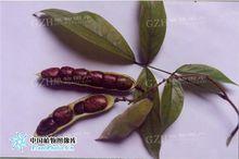 香花崖豆藤果實