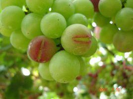 葡萄生理性裂果病 葡萄生理性裂果病