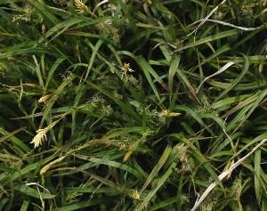 朝鮮苔草 朝鮮苔草