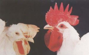 雞住白細胞蟲病 雞住白細胞蟲病