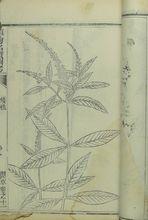 《植物名實圖》首刻本內容