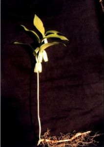 五葉黃精 五葉黃精