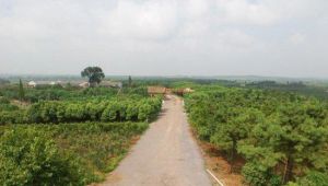 肥西老母雞生態園