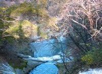 祥峪森林公園杉樹